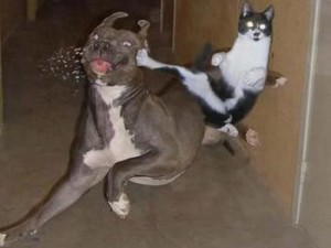 Cat vs dog